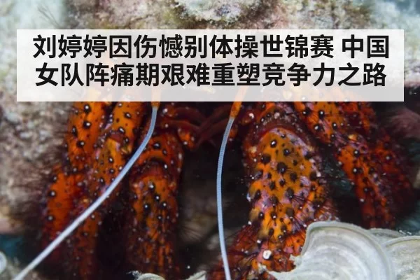 刘婷婷因伤憾别体操世锦赛 中国女队阵痛期艰难重塑竞争力之路